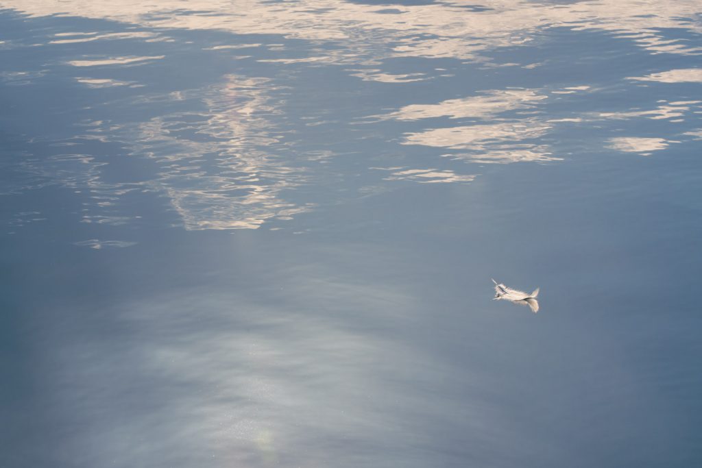 Essence &ndash; plume ou fragment clair flottant sur une eau sombre, r&eacute;v&eacute;lant une trace fragile du vivant, photographie de Joseph Emile
