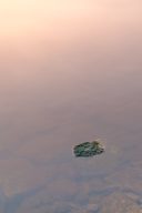 Essence – pierre claire posée à la surface de l’eau, photographie de Joseph Emile