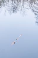 Essence – morceau de bois flotté sur une surface d’eau, photographie de Joseph Emile