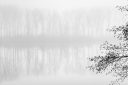 Irruption – reflet d’un rang d’arbres partiellement masqué par la brume à la surface de l’eau, photographie de Joseph Emile