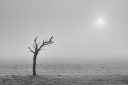 Irruption – arbre sec dialoguant avec un soleil voilé par la brume, photographie de Joseph Emile