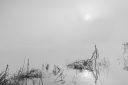 Irruption – branches immergées dans une eau calme sous une brume, photographie de Joseph Emile