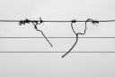 Suspendu – sarments de vigne laissés sur les fils après la taille, formant des lignes fines, photographie de Joseph Emile