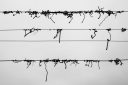 Suspendu – sarments de vigne accrochés aux fils après la taille, photographie de Joseph Emile